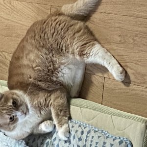 고양이 실종 스코티시폴드 서울특별시 송파구