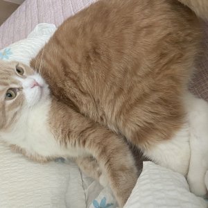 고양이를 찾습니다 고양이 전단지