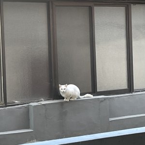 고양이 목격 터키시앙고라 대구광역시 달서구