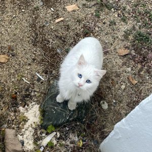 고양이 목격 터키시앙고라 울산광역시 동구