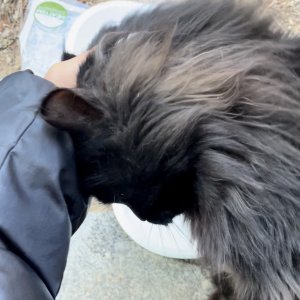 고양이 주인을 찾습니다 고양이 전단지