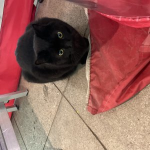고양이 주인을 찾습니다 고양이 전단지
