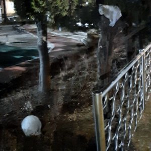 고양이 목격 터키시앙고라 경기도 군포시