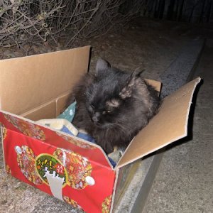 고양이 목격 페르시안 서울특별시 강서구