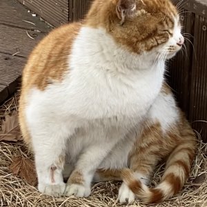 고양이 구조 코리아쇼트헤어 강원도 홍천군