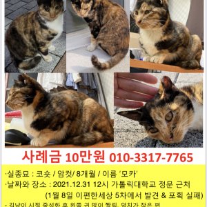 고양이를 찾습니다 고양이 전단지
