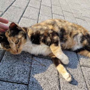 고양이 실종 코리아쇼트헤어 경기도 부천시 원미구