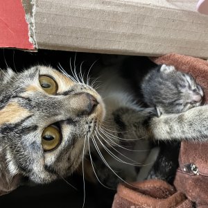 고양이 실종 코리아쇼트헤어 서울특별시 강서구