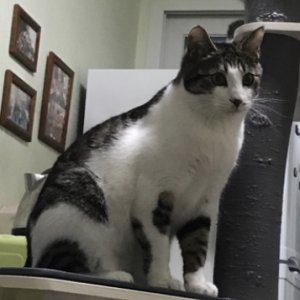 고양이를 찾습니다 고양이 전단지