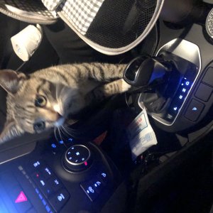 고양이를 찾습니다 고양이 전단지