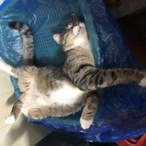고양이 실종 아메리칸쇼트헤어 경기도 평택시