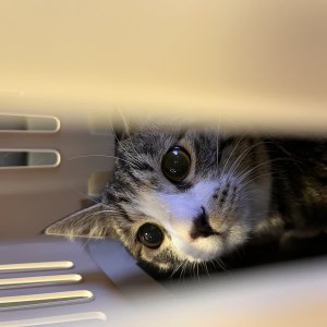 고양이를 찾습니다 고양이 전단지