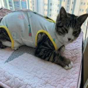 고양이 실종 코리아쇼트헤어 경상남도 진주시