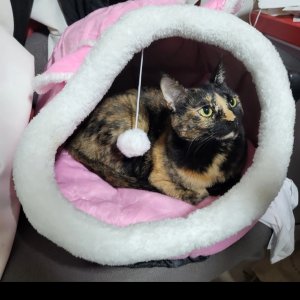 고양이 실종 코리아쇼트헤어 강원도 춘천시