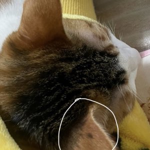 고양이를 찾습니다 고양이 전단지