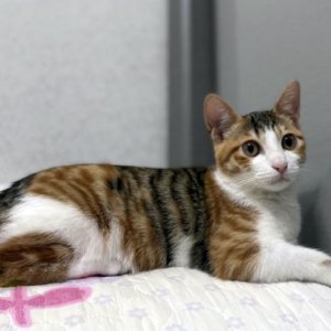 고양이 실종 코리아쇼트헤어 서울특별시 금천구