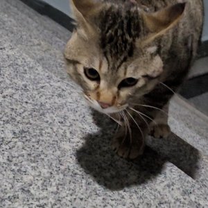 고양이 주인을 찾습니다 고양이 전단지