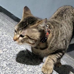 고양이 목격 코리아쇼트헤어 경상남도 창원시 성산구
