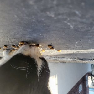 고양이 주인을 찾습니다 고양이 전단지