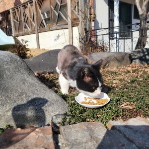 고양이 목격 코리아쇼트헤어 대전광역시 서구