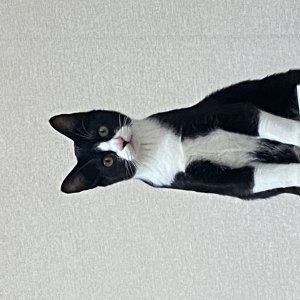 고양이를 찾습니다 고양이 전단지