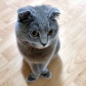 고양이 실종 스코티시폴드 강원도 원주시