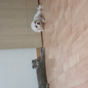 고양이를 찾습니다 고양이 전단지