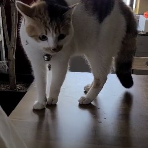 고양이 구조 코리아쇼트헤어 강원도 동해시