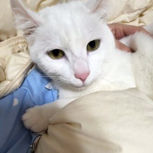 고양이 실종 터키시앙고라 경기도 양주시