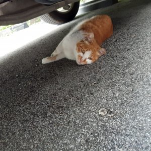 고양이를 찾습니다 고양이 전단지