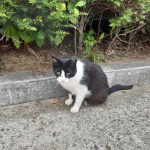 고양이 실종 코리아쇼트헤어 경기도 고양시 덕양구