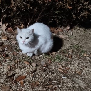고양이 목격 터키시앙고라 전라북도 익산시