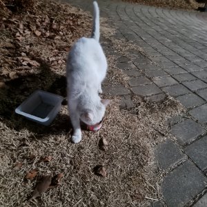 고양이 주인을 찾습니다 고양이 전단지