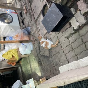 고양이를 찾습니다 고양이 전단지