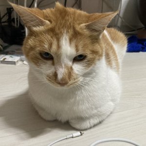 고양이 실종 코리아쇼트헤어 강원도 강릉시