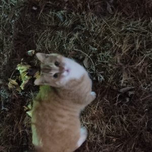 고양이 주인을 찾습니다 고양이 전단지