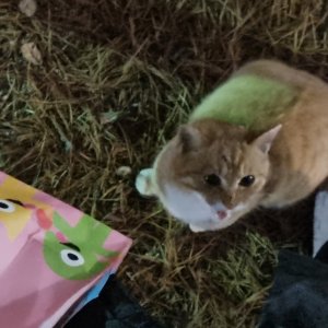고양이 목격 코리아쇼트헤어 충청남도 아산시