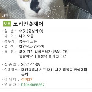 고양이 실종 코리아쇼트헤어 경상남도 창원시 마산합포구