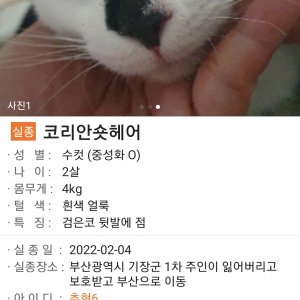 고양이를 찾습니다 고양이 전단지