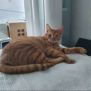 고양이를 찾습니다 고양이 전단지