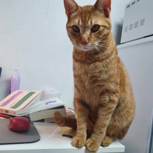 고양이 실종 코리아쇼트헤어 서울특별시 종로구