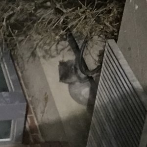 고양이 주인을 찾습니다 고양이 전단지