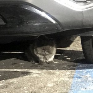 고양이 목격 페르시안 서울특별시 서초구