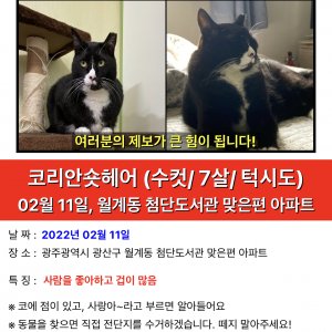 고양이를 찾습니다 고양이 전단지