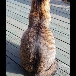 고양이를 찾습니다 고양이 전단지