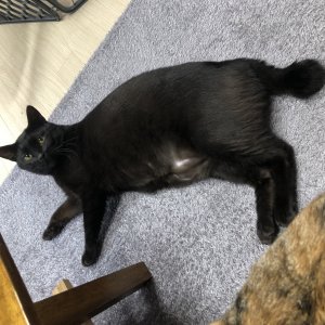 고양이 실종 코리아쇼트헤어 경기도 남양주시