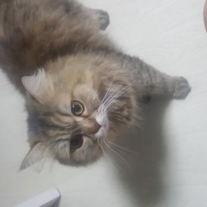 고양이를 찾습니다 고양이 전단지