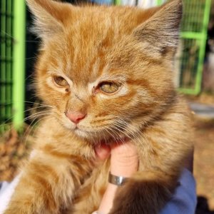 고양이 실종 코리아쇼트헤어 경상북도 경주시