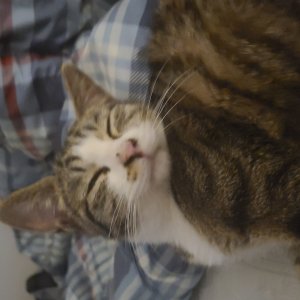 고양이 실종 코리아쇼트헤어 경기도 성남시 분당구