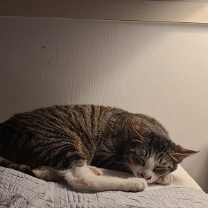 고양이를 찾습니다 고양이 전단지